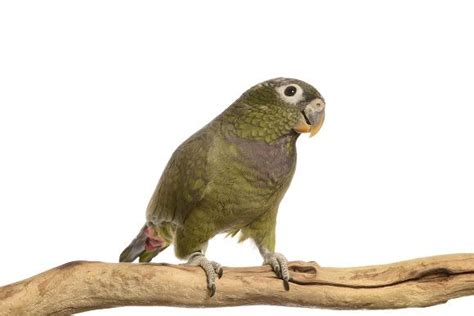 pionus pionus parrot bird