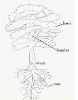 Montessori Botany 1167 sketch template