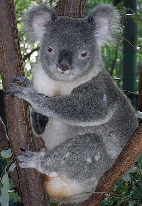 koalas  fast  extinct    stop