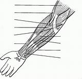 Coloringhome Musculos Anatomie Humain Anatomia Brazo Anatomía Nervioso Humana Fisioterapia Masaje Medicina Skeletal Charisse sketch template