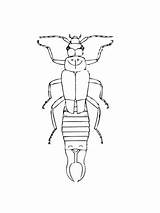 Earwig Common Coloring sketch template