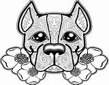 Terrier Bull Coloring Sheets Getdrawings Pages sketch template