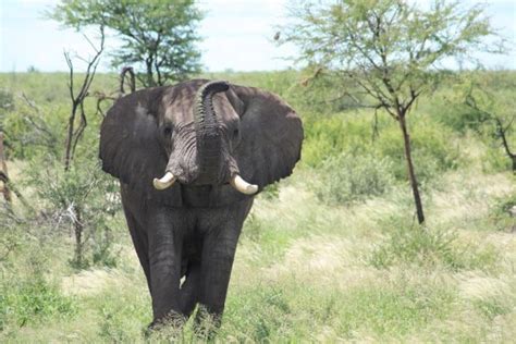 Elephant With It S Trunk Up Photo