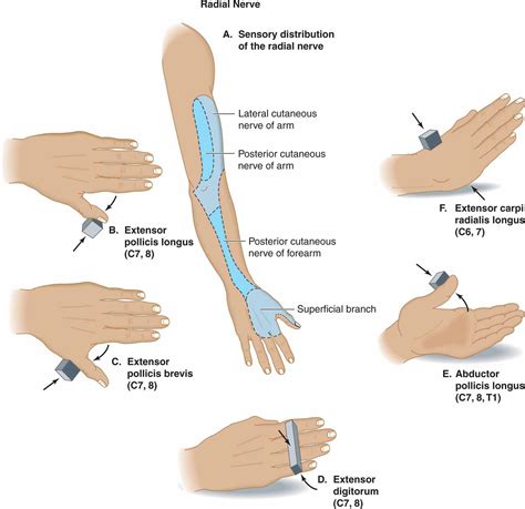 appendix clinical examination of common isolated peripheral nerve