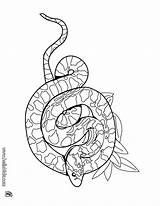 Boa Coloring Rattlesnake Drawing Pages Getdrawings Diamondback 86kb sketch template