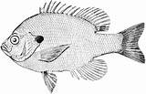 Bluegill Sunfish sketch template