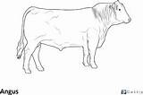 Cattle Coloring Angus Pages Cow Beef Breed Hard Animals sketch template