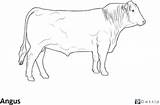 Cattle Coloring Angus Pages Cow Beef Breed Hard Animals sketch template