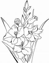 Coloring Adult Gladiolus Flower Drawing Pages Floral Flowers Fairy Color Para Drawings Graphics Pdf Imprimir Laminas Click Paintingvalley Unique sketch template