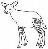 Okapi Coloring Pages Baby Africa Calf Central Color Supercoloring Printable Choose Board sketch template