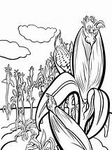 Corn Coloring Pages Plant Stalks Vegetables Kids Stalk Drawing Print Fun Color Recommended Getdrawings Template sketch template
