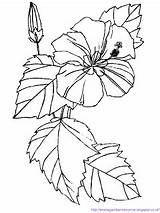 Bunga Sepatu Mewarnai Hibiscus sketch template