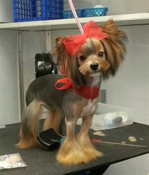 dog grooming styles  haircuts   dogs