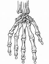 Drawing Skeleton Hand Skeletal Human Sketch Skeletons Hands Body Drawings Anatomy Bone Sketches Diagram Getdrawings Manga Draw Cea1 Choose Board sketch template