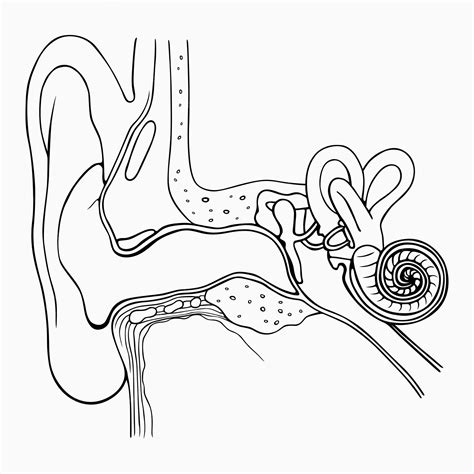 anatomia del oido humano vector premium