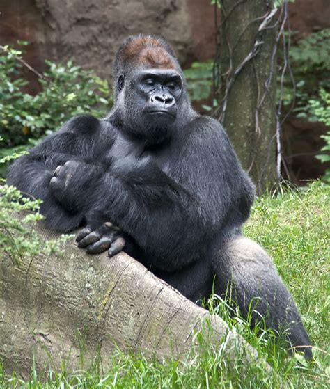 filewestern lowland gorilla  bronx zoo  croppedjpg wikipedia