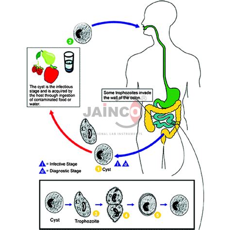 Intestinal Protozoa Infection Modelindia Nigeria Ethiopia Egypt