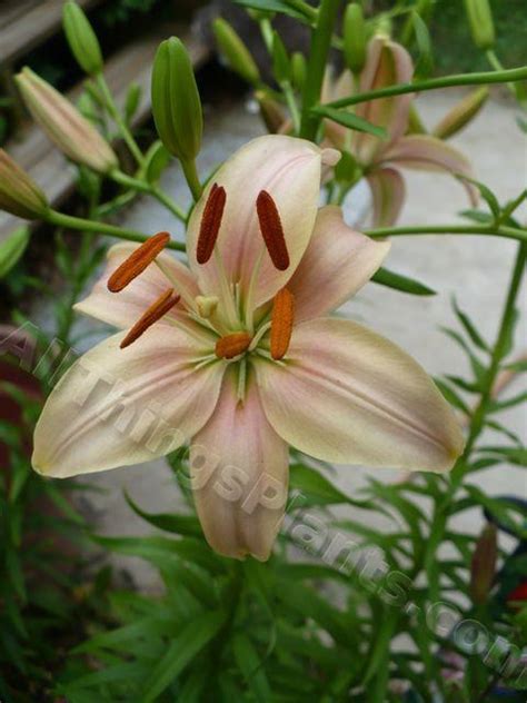 A Tutorial On Growing Lilies