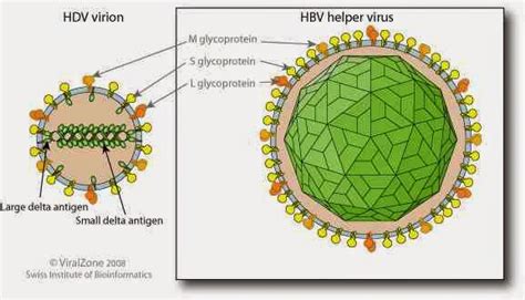 hepatitis d hepatitis d symptoms hepatitis c vaccine