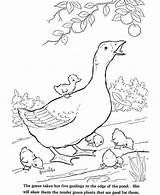 Coloring Goose Goslings Farm Five Animal Babies Her Netart Which sketch template