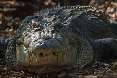 top  largest prehistoric crocodiles  planet