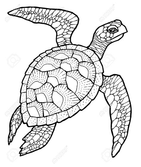 turtle easy drawing  getdrawings