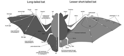 main features   bat  scientific diagram
