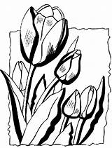 Colorat Lalele Planse Flori Tulip Printemps Tulips Clopotel Bordados Visitar Coloriages sketch template