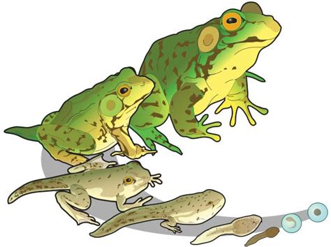 About Frogs And Toads Welcome Wildlife