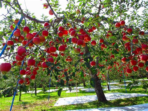 amazoncom fuji apple flowering group   fruit tree shipped    feet tall  das