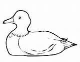 Mallard Duck Coloring Pages Gnome Drawing Getcolorings Getdrawings sketch template