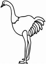 Avestruz Ostrich Avestruces Coloring sketch template