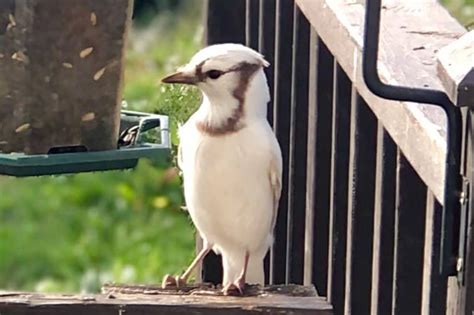rare white blue jay  spotted  canada