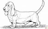 Coloring Pages Dog Hound Dogs Bassett Printable Basset Lab Adult Breed Colouring Breeds Color Sheets Difficult Kids Clipart Animal Pound sketch template