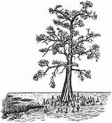 Cypress Swamp Clipart Bald Tree Vector Trees Form Coloring Vintage Clip Drawing Etc Pages Line Cliparts Usf Edu Roots Clipground sketch template
