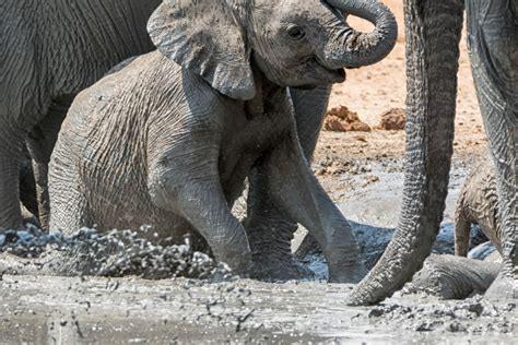 ontroerend filmpje van olifanten die een baby olifant uit een waterput helpen