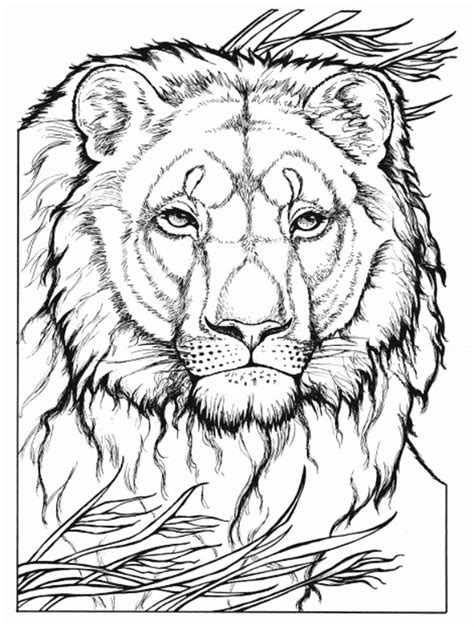 wild cat coloring pages printable coloring pages