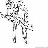 Macaw Scarlet Drawing Parrot Getdrawings sketch template