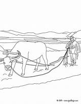 Arando Colorir Agricultor Boi Buey Plowing Cultivando Hellokids Famer Tierra Fazendeiro Bueyes Frais Raton Tudodesenhos Paisaje Yodibujo sketch template
