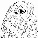 Coloring Owl Pages Eared Short Once Them Center sketch template