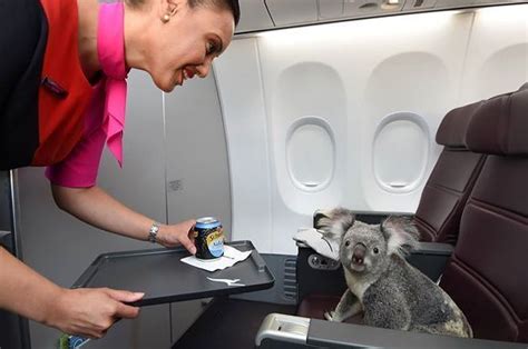 This Koala Is The Cutest Plane Passenger Of All Time