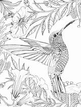 Coloring Pages Adult Hummingbird Printable Bird Adults Grown Colibri Hummingbirds Colouring Print Sheets Animal Pattern Kids Books Ups для Book sketch template