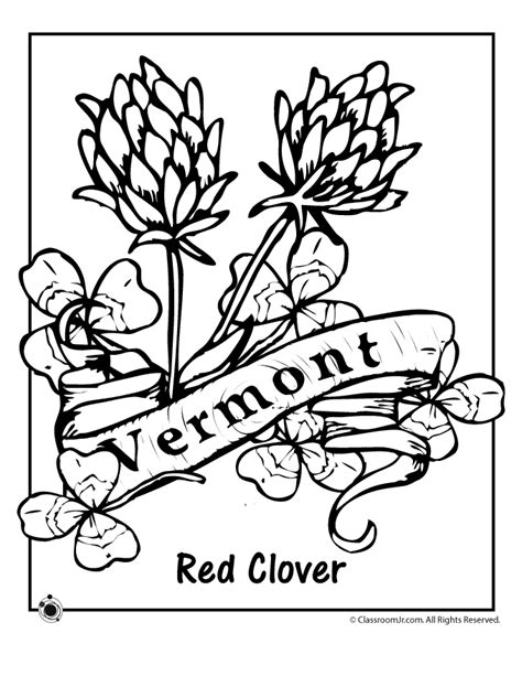 vermont state flower coloring page woo jr kids activities