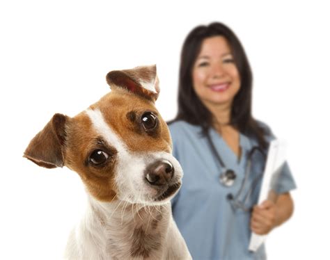 importance    emergency vet   pet north churton animal hospital