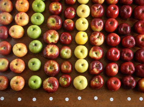 A Guide To The Best Apples For Apple Pie The Food Lab