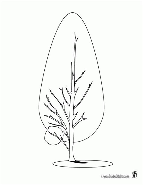 coloring pages pine tree coloring home