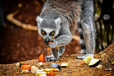 lemurs interestingfactswildlifein