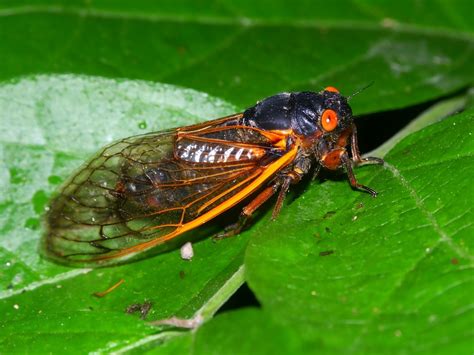 cicada invasion