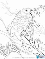 Parrot Umbrella Parrots Cockatoo Coloringbay sketch template