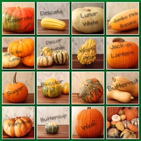 edible pumpkin varieties chart